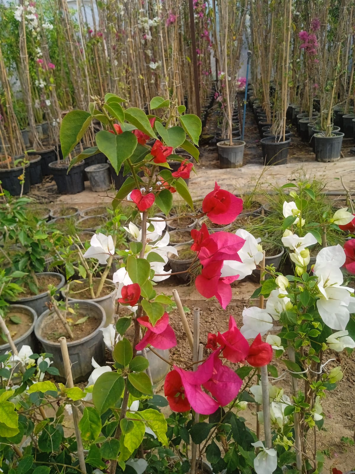 Almina Çiçekçilik 